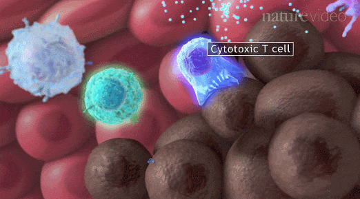 人体内分泌系统示意图